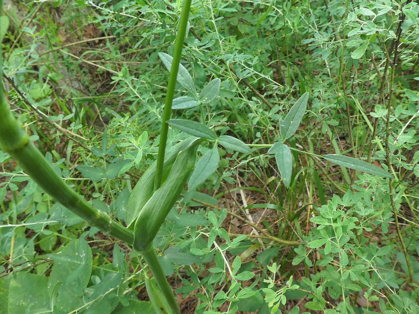 Изображение особи Laserpitium latifolium.