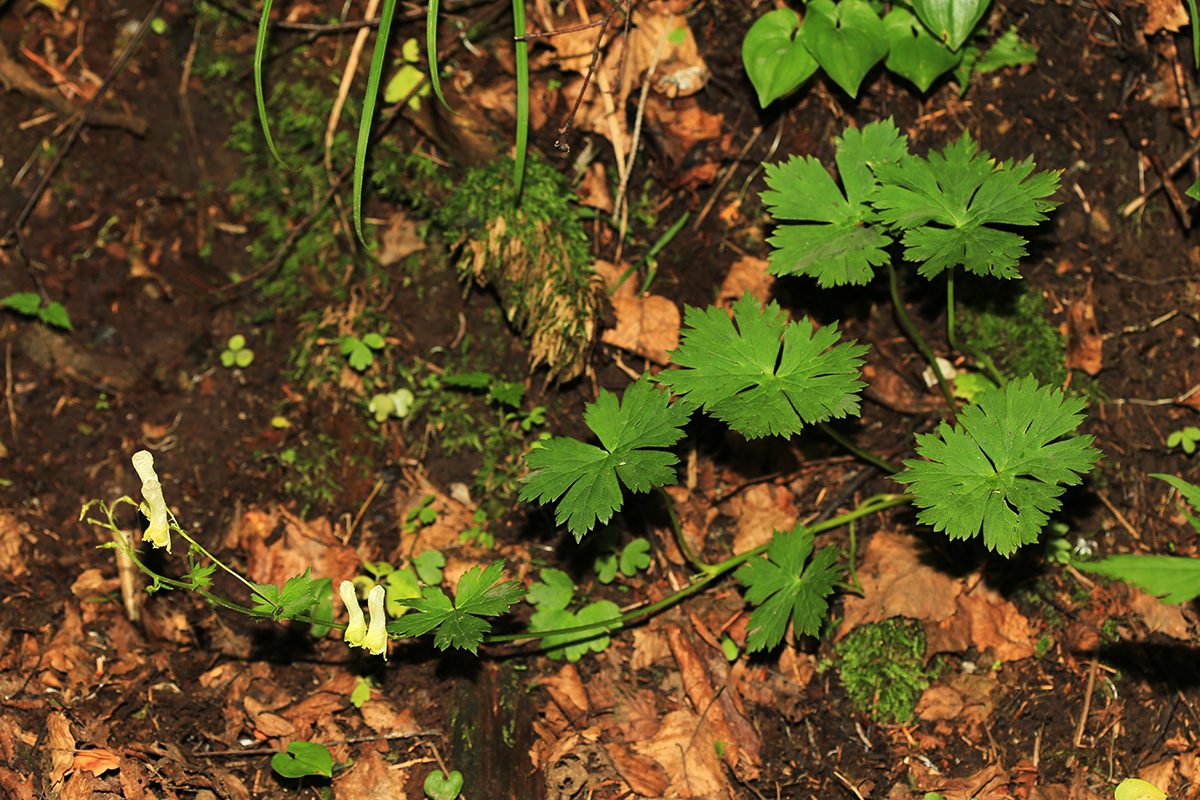 Image of Aconitum puchonroenicum specimen.