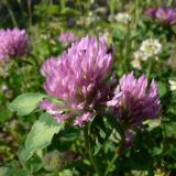 Trifolium pratense. Соцветия. Свердловская обл., окр. г. Североуральск, долина р. Оленья, опушка елового леса. 29.06.2010.