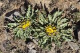 Inula rhizocephala