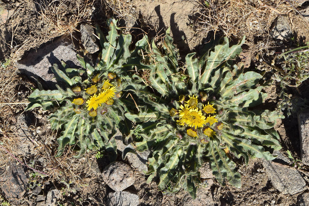 Изображение особи Inula rhizocephala.