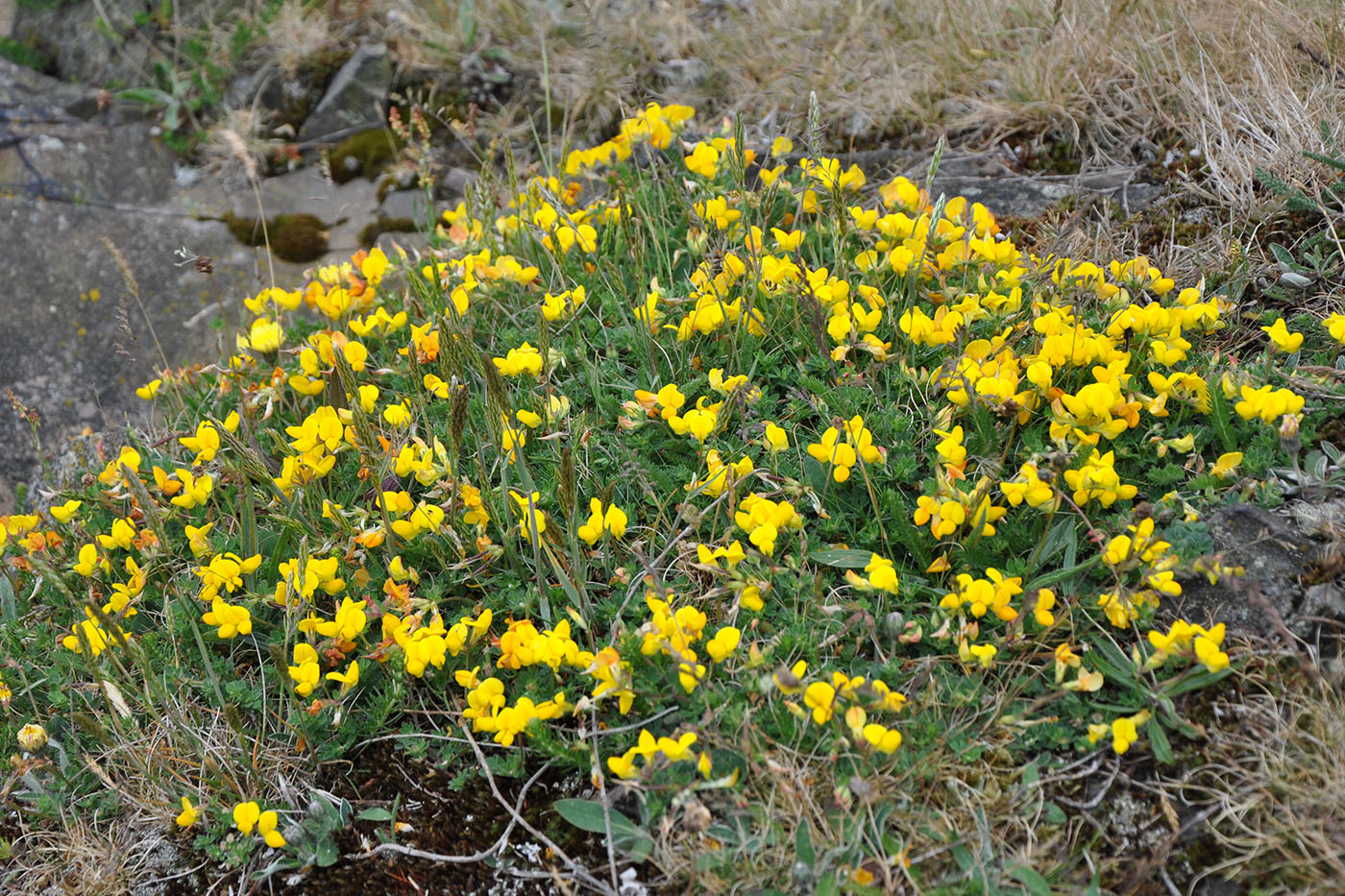 Image of Lotus corniculatus specimen.