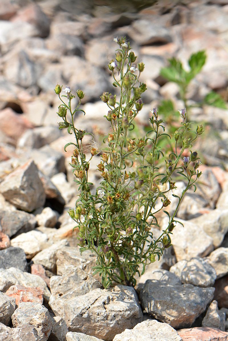 Image of Chaenorhinum minus specimen.