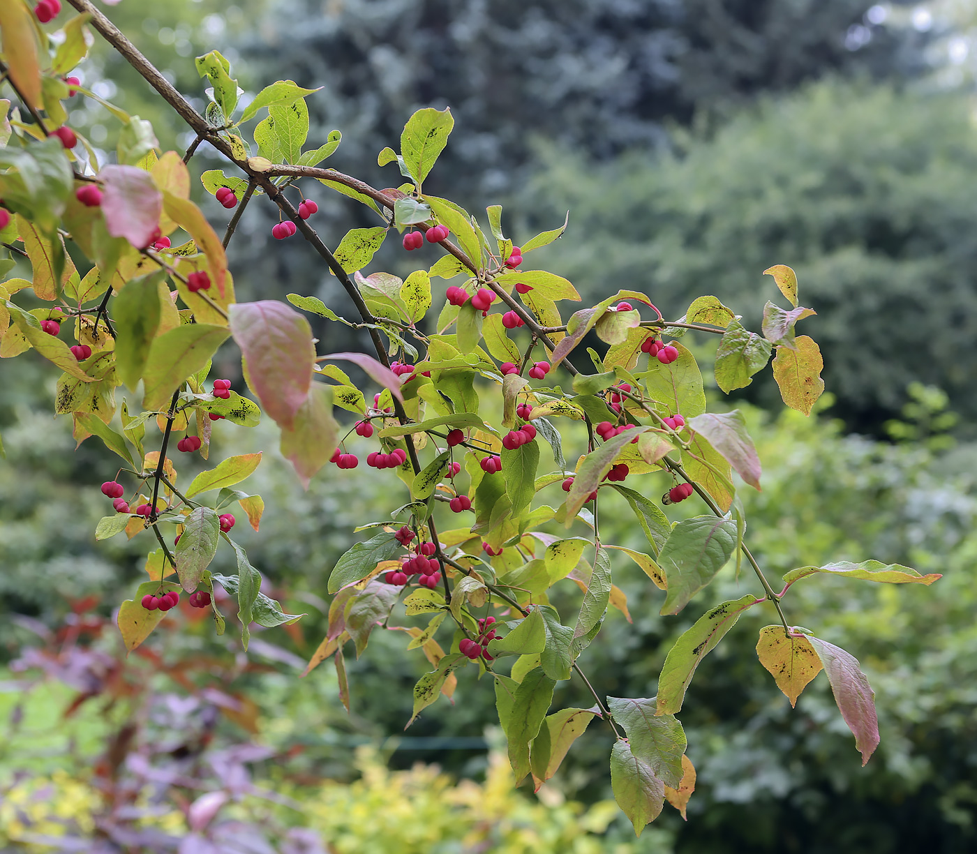 Image of Euonymus czernjaevii specimen.