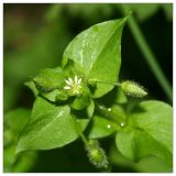 Stellaria media