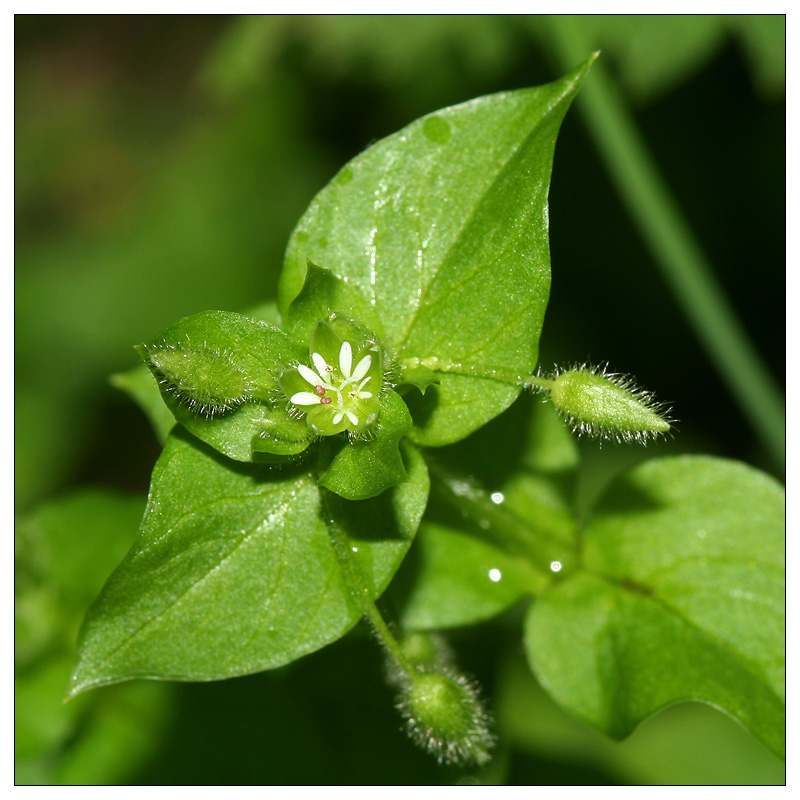 Image of Stellaria media specimen.