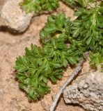 Image of specimen