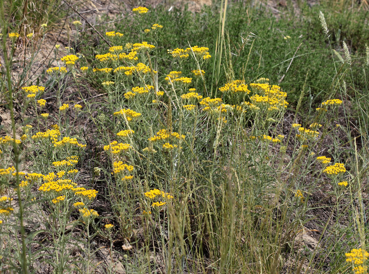 Изображение особи Achillea micrantha.