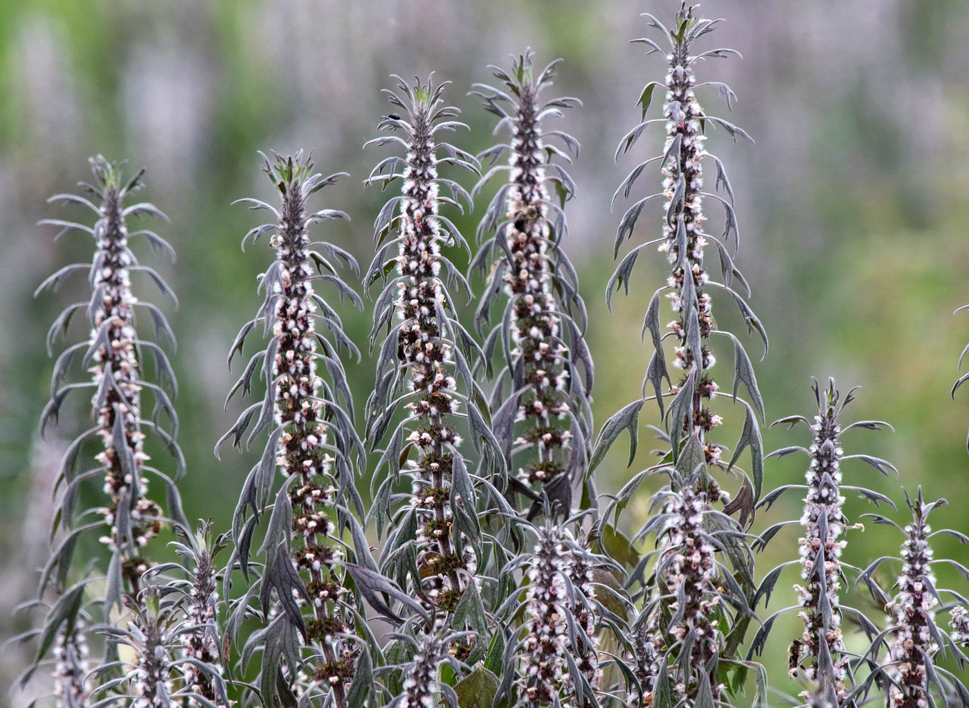 Изображение особи Leonurus quinquelobatus.