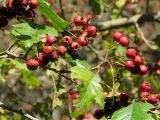 Crataegus pinnatifida. Часть ветви с соплодиями. Южная Корея, Корейский Национальный Арборетум. 25.10.2017.