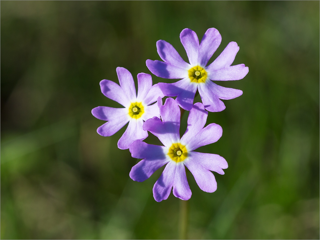 Image of Primula finmarchica specimen.