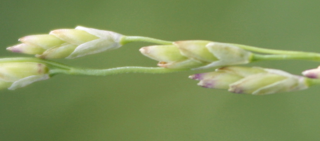 Image of Glyceria maxima specimen.