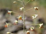 Eremurus soogdianus