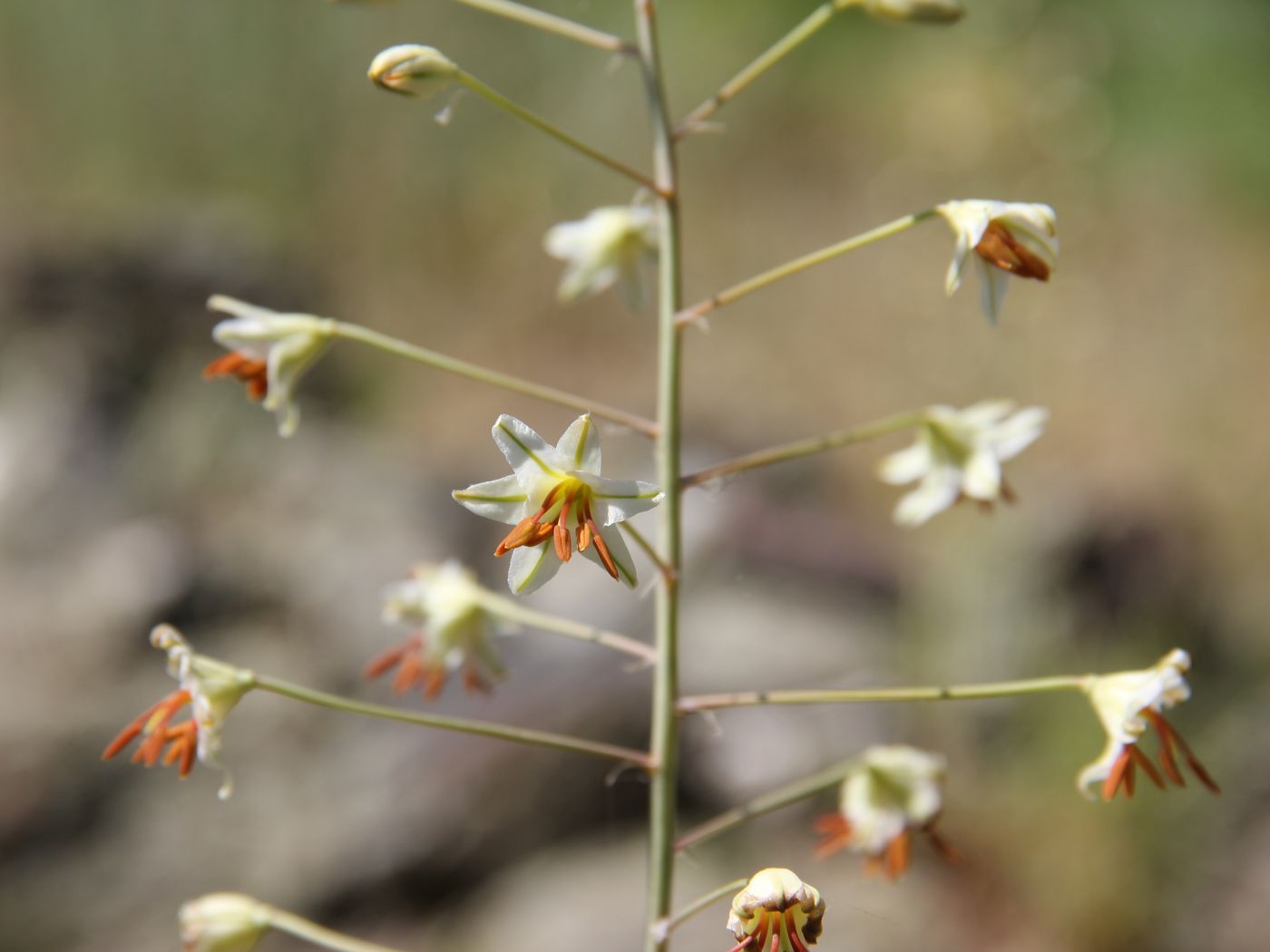 Изображение особи Eremurus soogdianus.