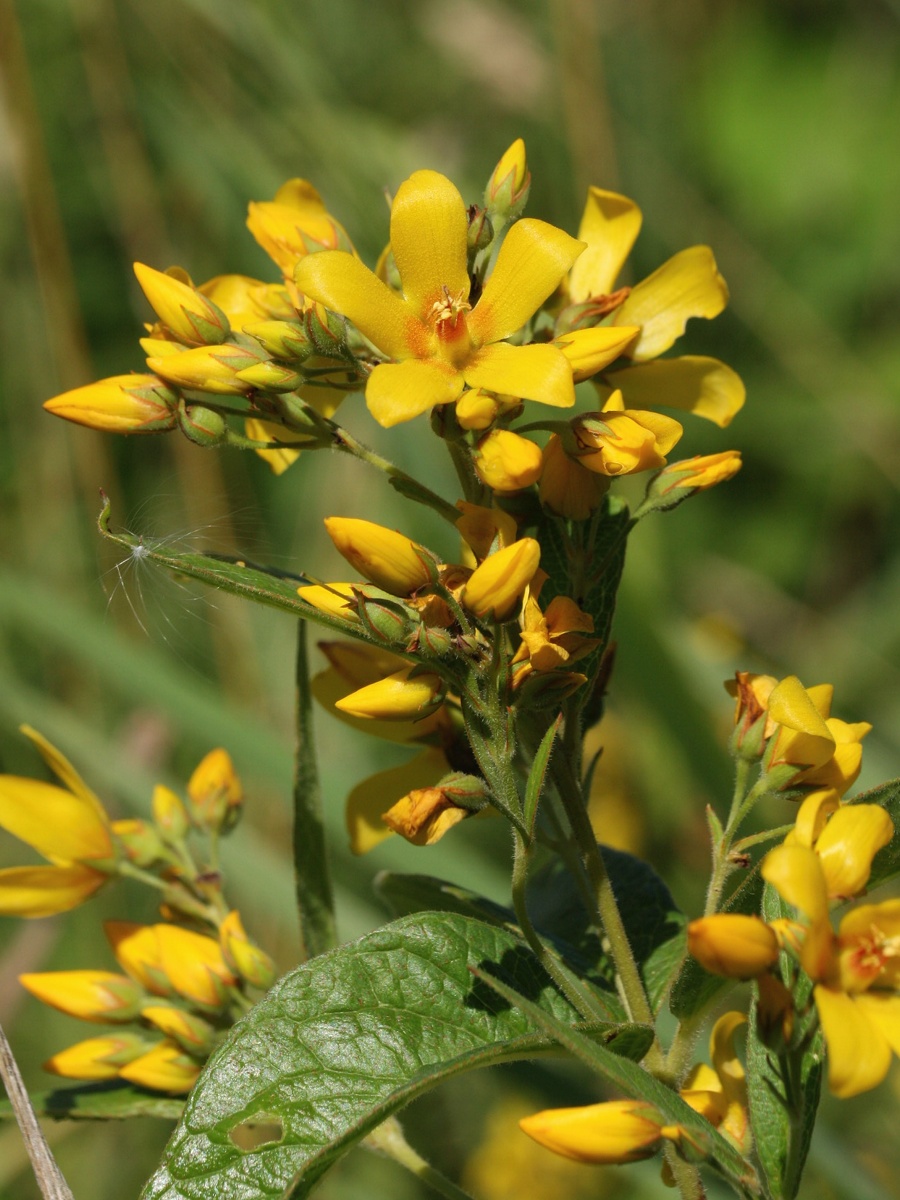 Image of Lysimachia vulgaris specimen.