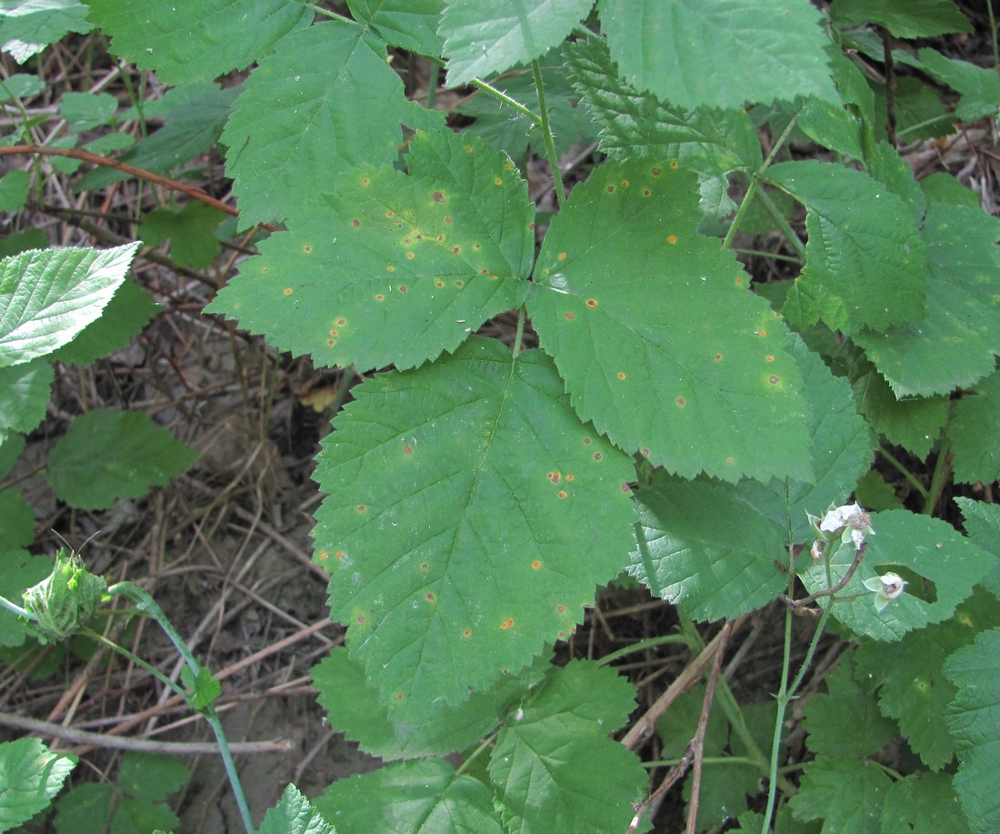 Изображение особи Rubus caesius.