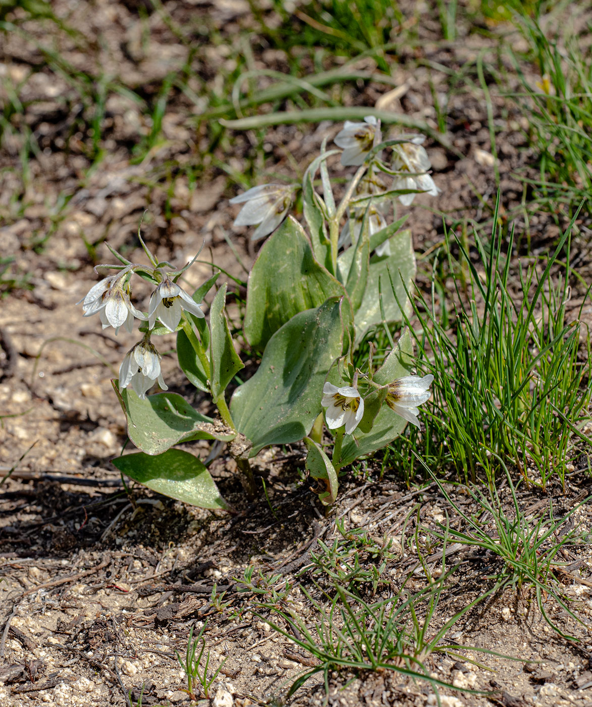 Image of Rhinopetalum bucharicum specimen.