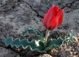 Tulipa alberti. Цветущее растение. Казахстан, Туркестанская обл., Сузакский р-н, Западная Бетпак-Дала, окр. пос. Кыземшек (бывш. Степной), равнинная полынно-боялычная пустыня, на глинистой почве. 23 апреля 2021 г.