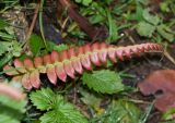 семейство Polypodiaceae. Молодая вайя. Перу, регион Куско, провинция Урубамба, обочина дороги к археологическому комплексу, выс.ок. 2900 м н. у. м. 18.10.2019.