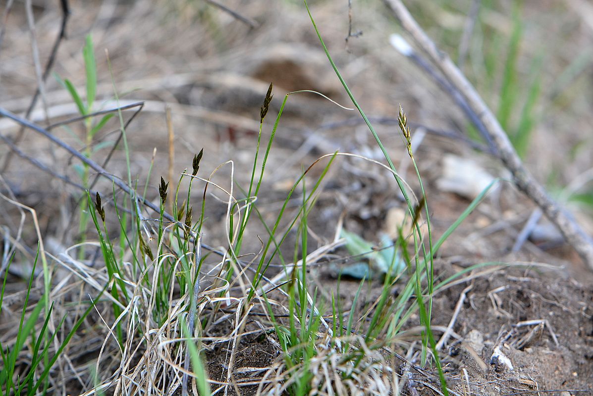 Изображение особи Carex praecox.