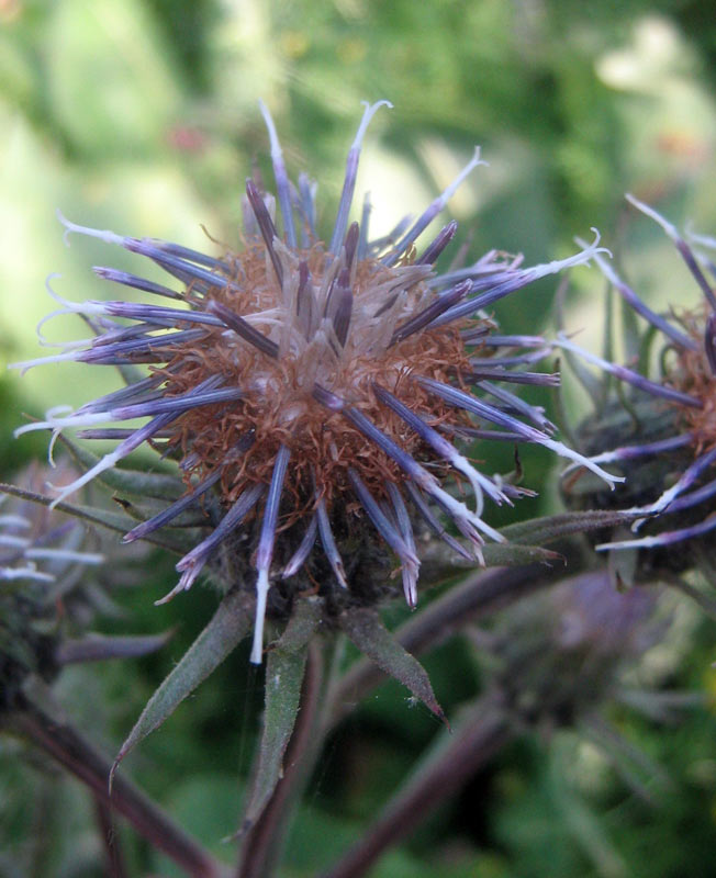 Image of Saussurea sordida specimen.
