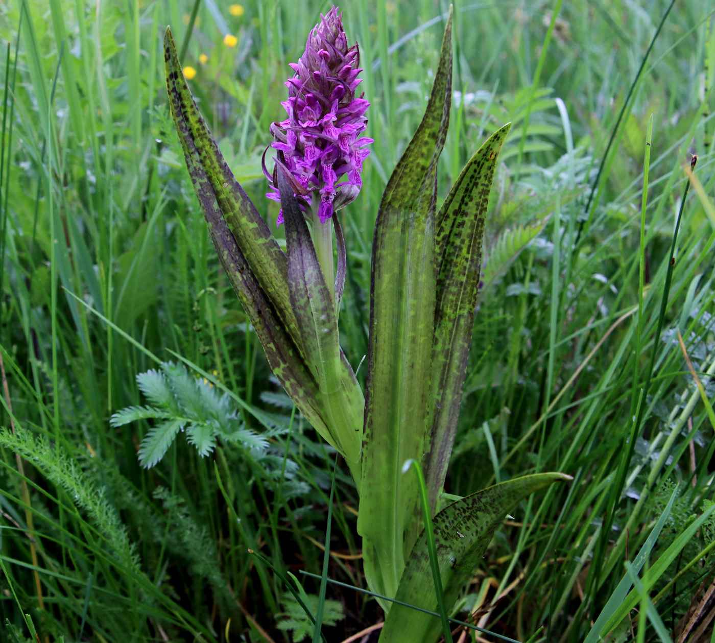 Изображение особи Dactylorhiza incarnata.