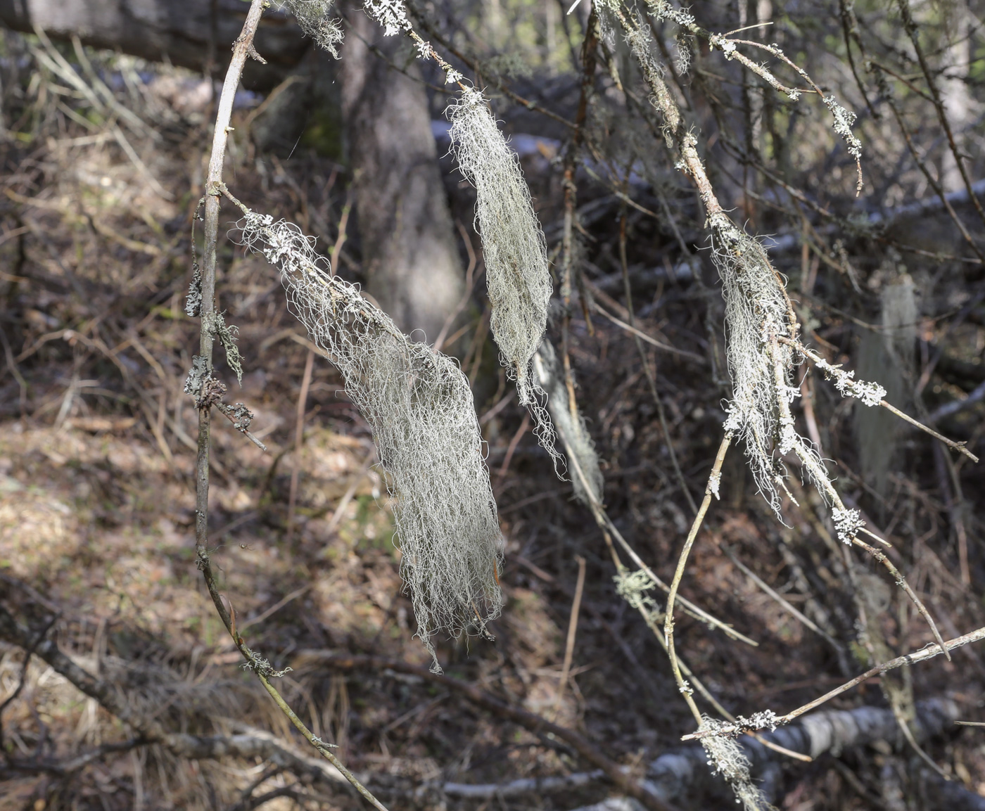 Image of genus Usnea specimen.