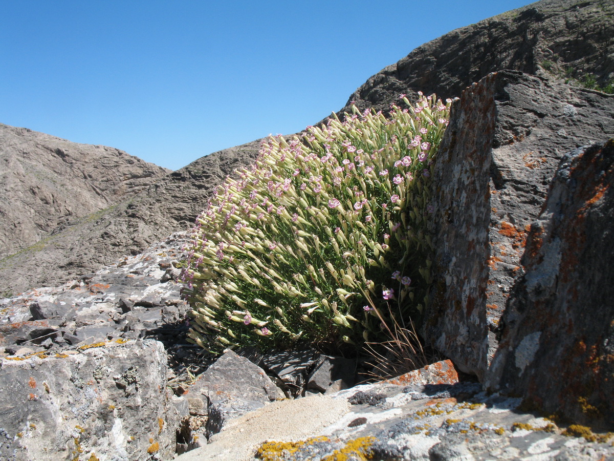 Image of Silene guntensis specimen.