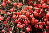 Ephedra distachya