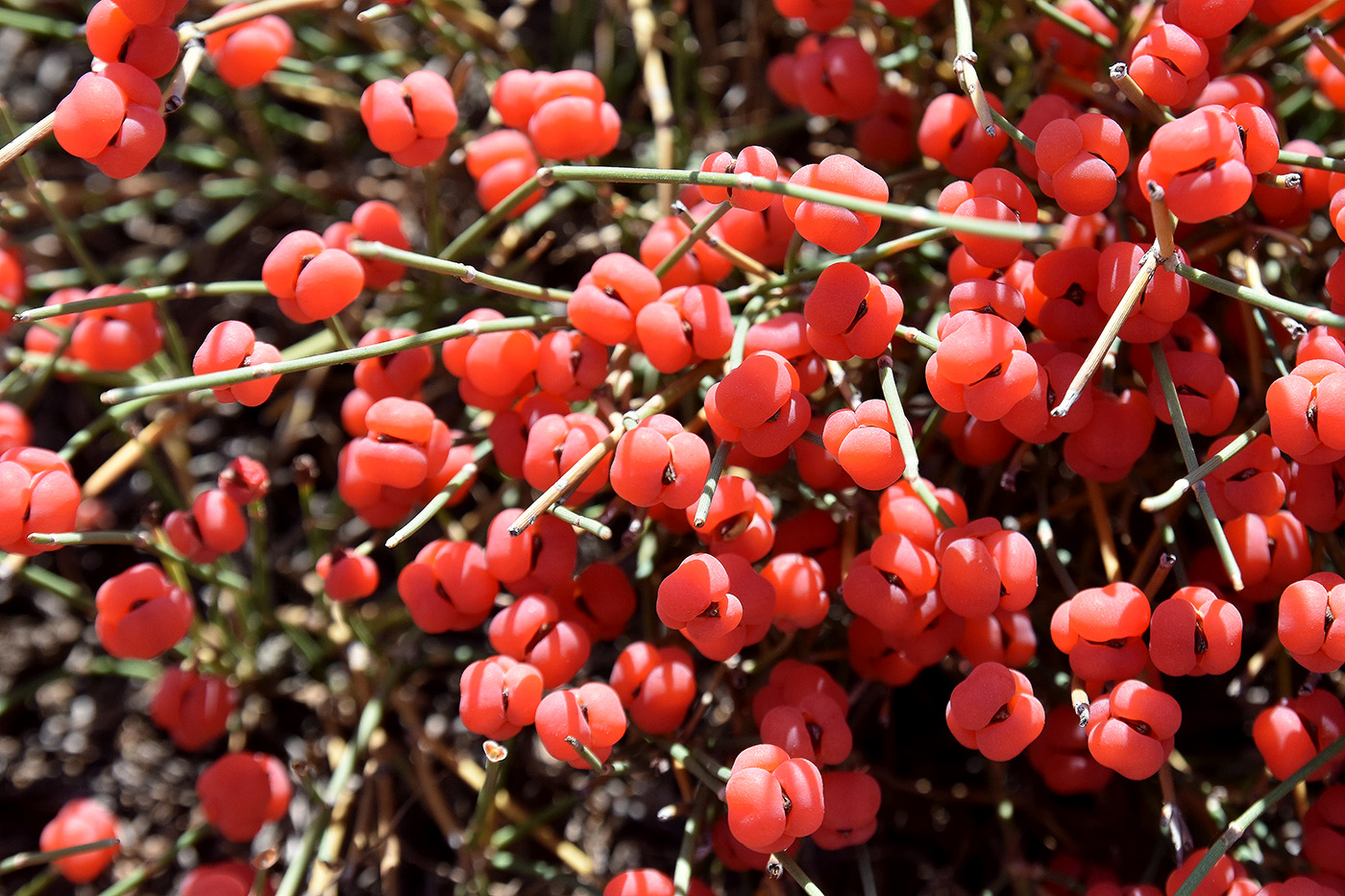 Image of Ephedra distachya specimen.