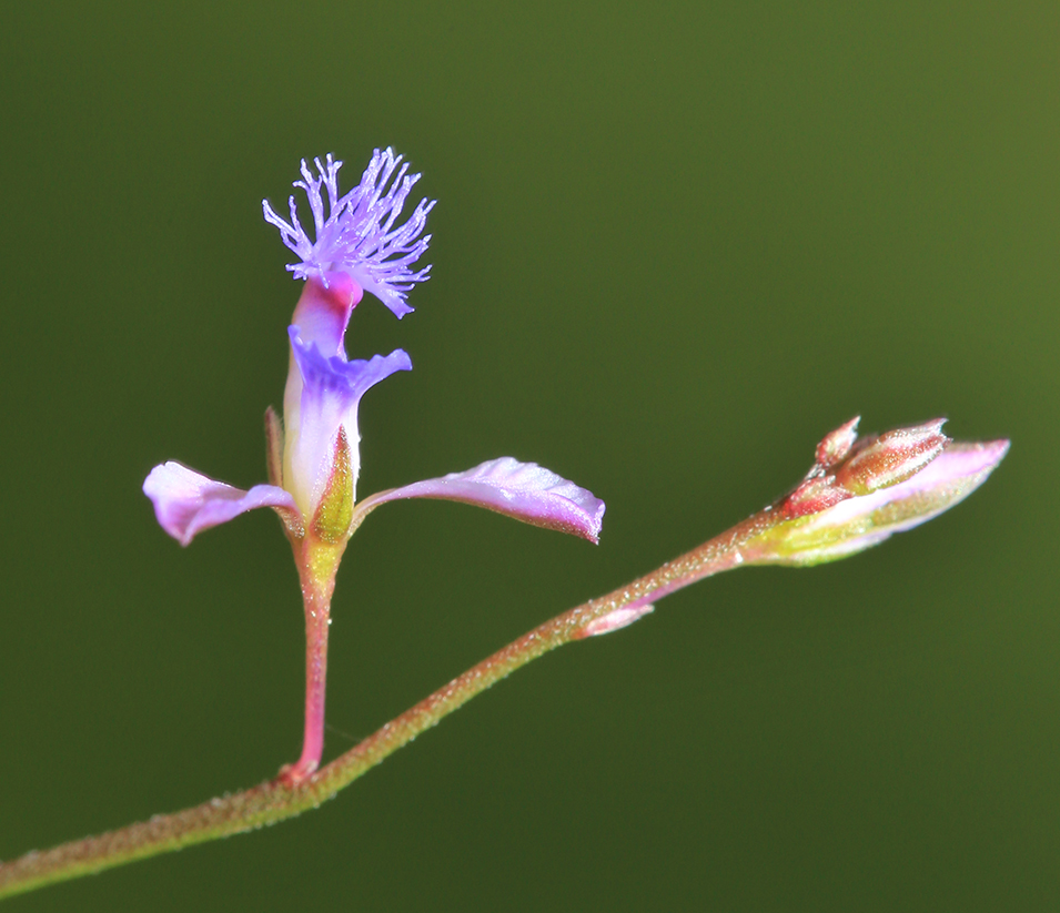 Image of Polygala tenuifolia specimen.