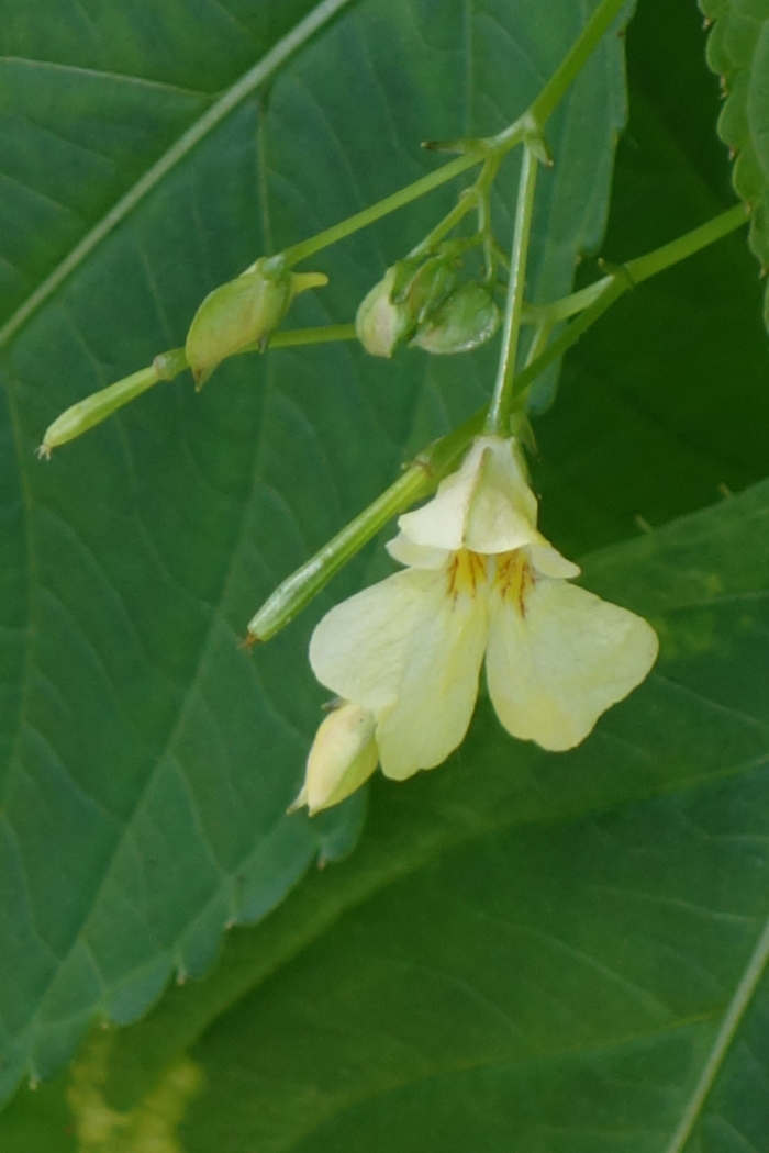 Image of Impatiens parviflora specimen.