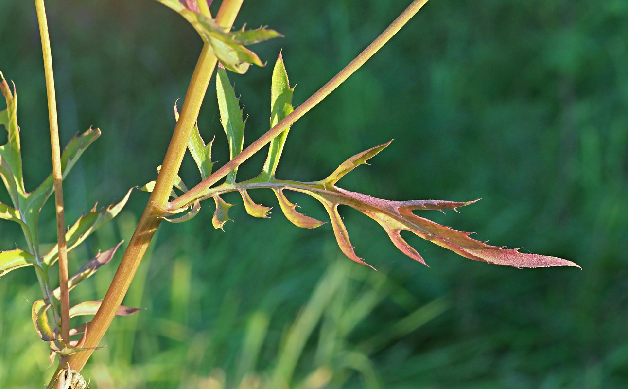 Изображение особи Serratula coronata.