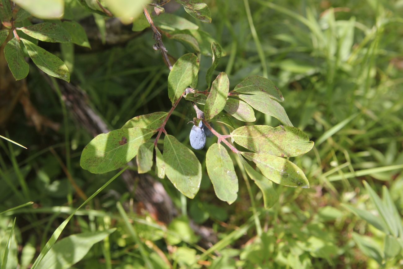 Изображение особи Lonicera altaica.