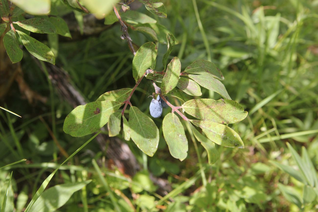 Image of Lonicera altaica specimen.