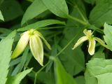 Clematis serratifolia