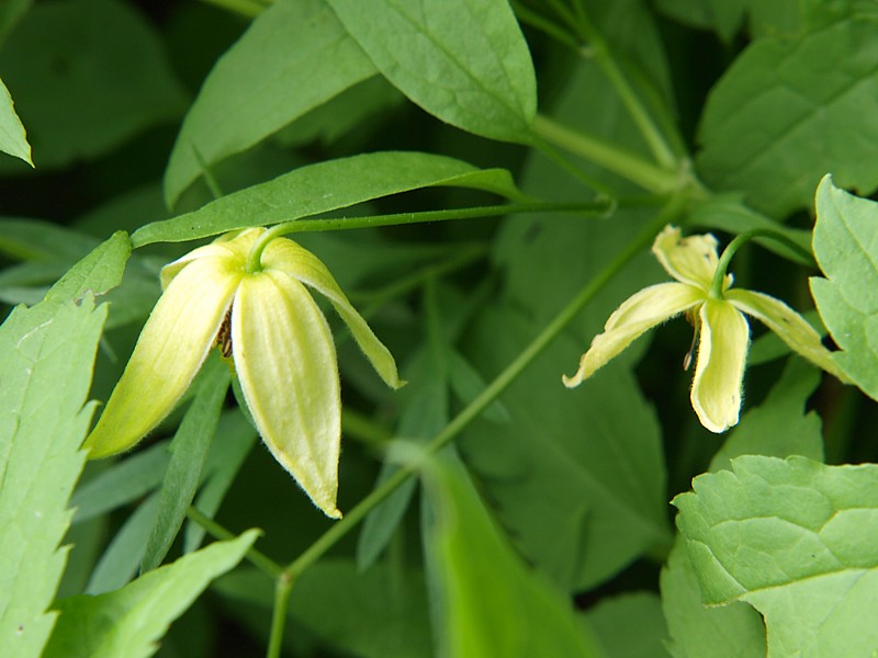 Изображение особи Clematis serratifolia.