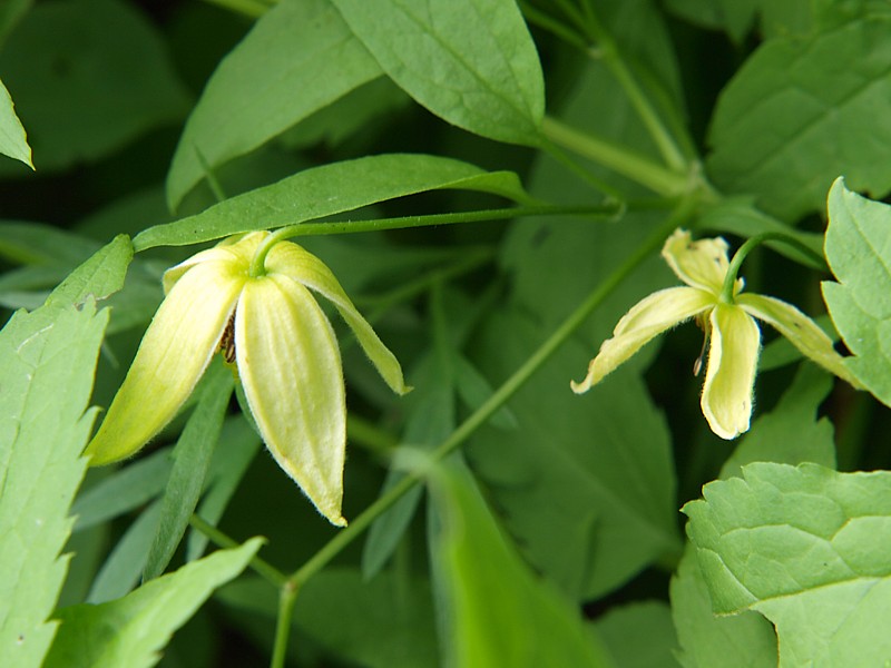 Image of Clematis serratifolia specimen.