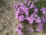 Dianthus repens. Цветущее растение. Гыданский п-ов, побережье Обской губы, песчаный склон холма. 06.08.2021.