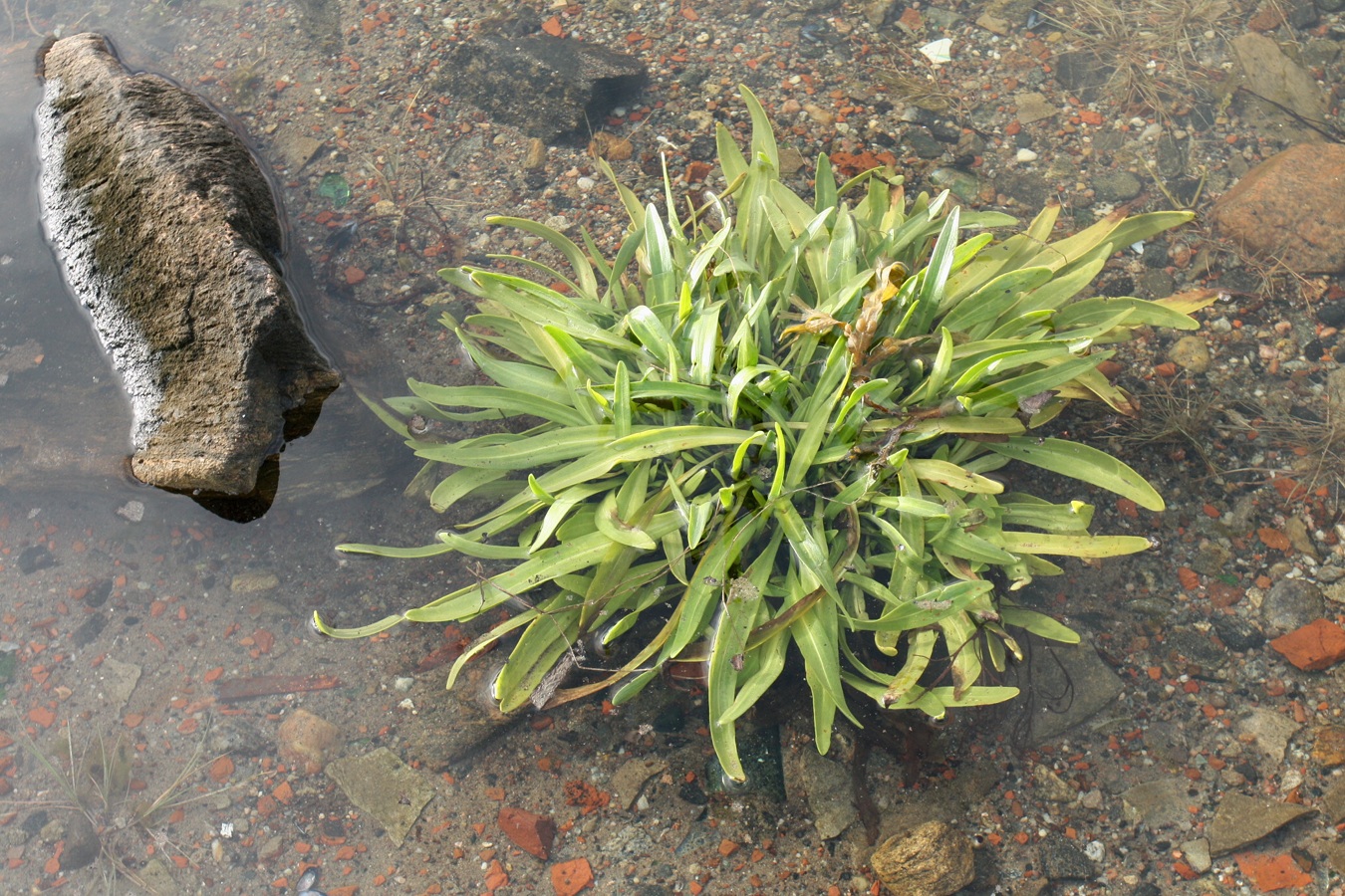 Изображение особи Tripolium pannonicum ssp. tripolium.