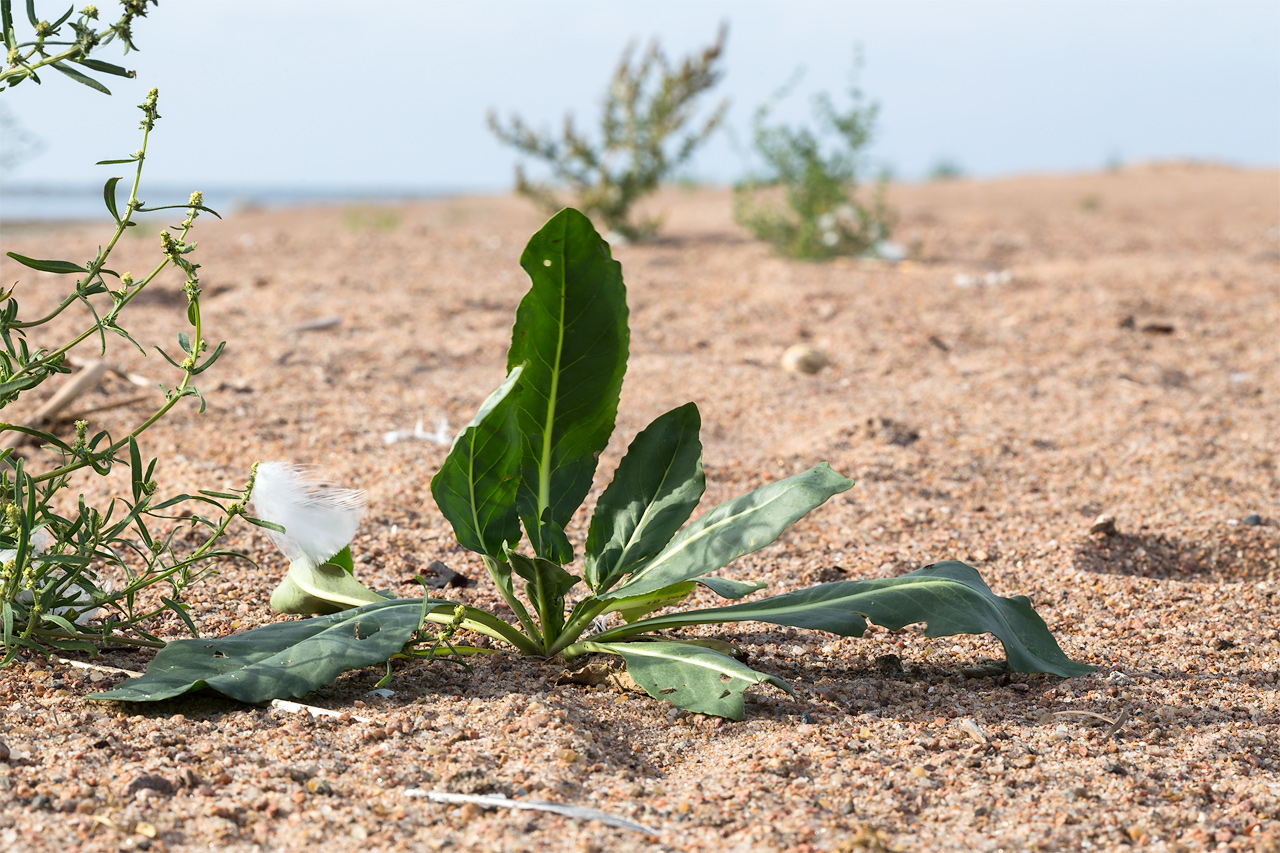 Image of Isatis tinctoria specimen.