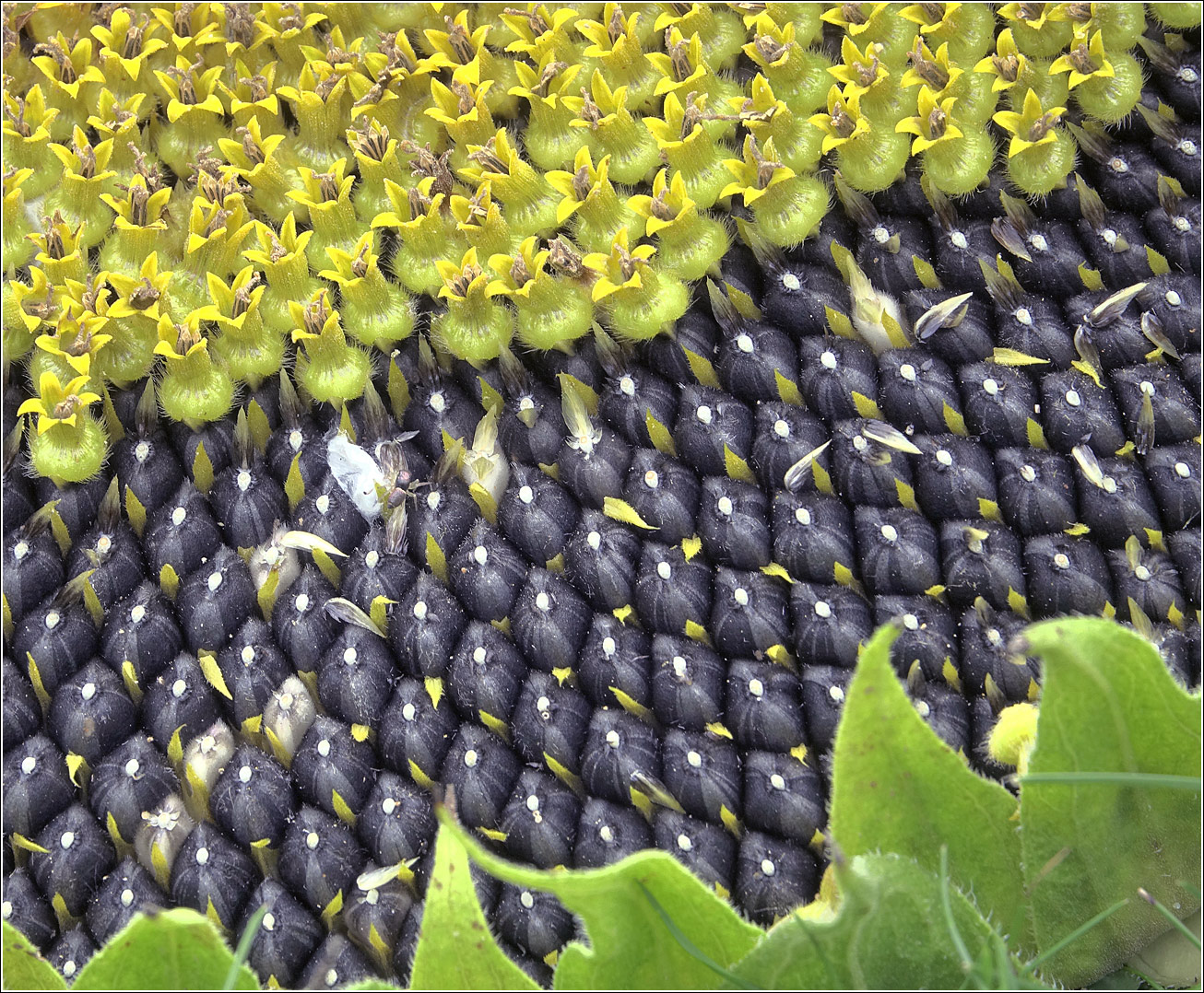 Image of Helianthus annuus specimen.