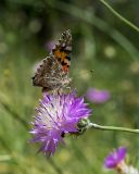 Image of taxon representative. Author is Зоя Эль
