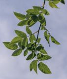 Rosa corymbifera