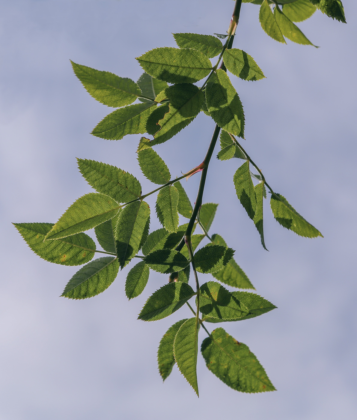 Image of Rosa corymbifera specimen.