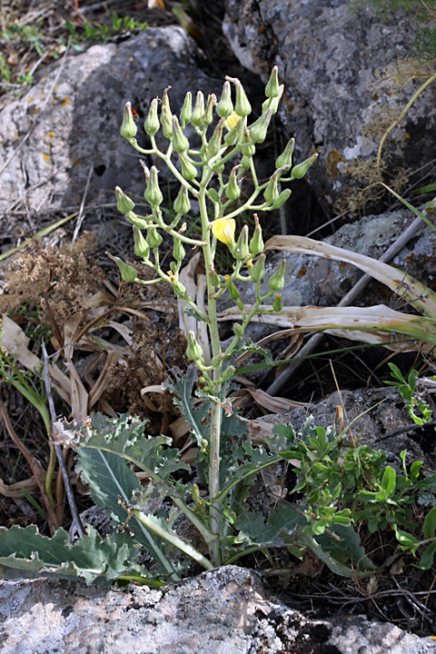 Image of Steptorhamphus crambifolius specimen.