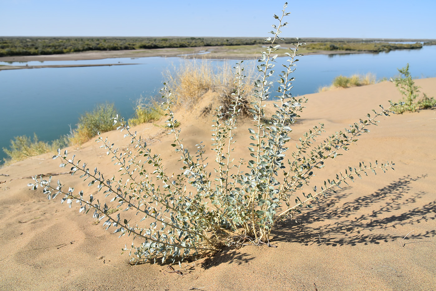 Image of Ammodendron bifolium specimen.