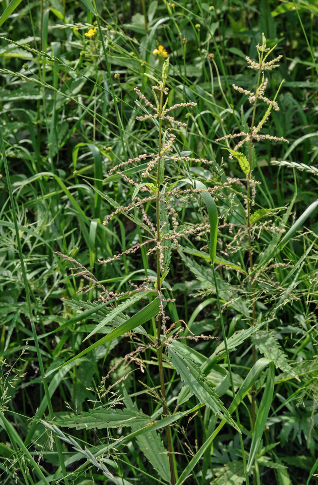 Image of Urtica angustifolia specimen.