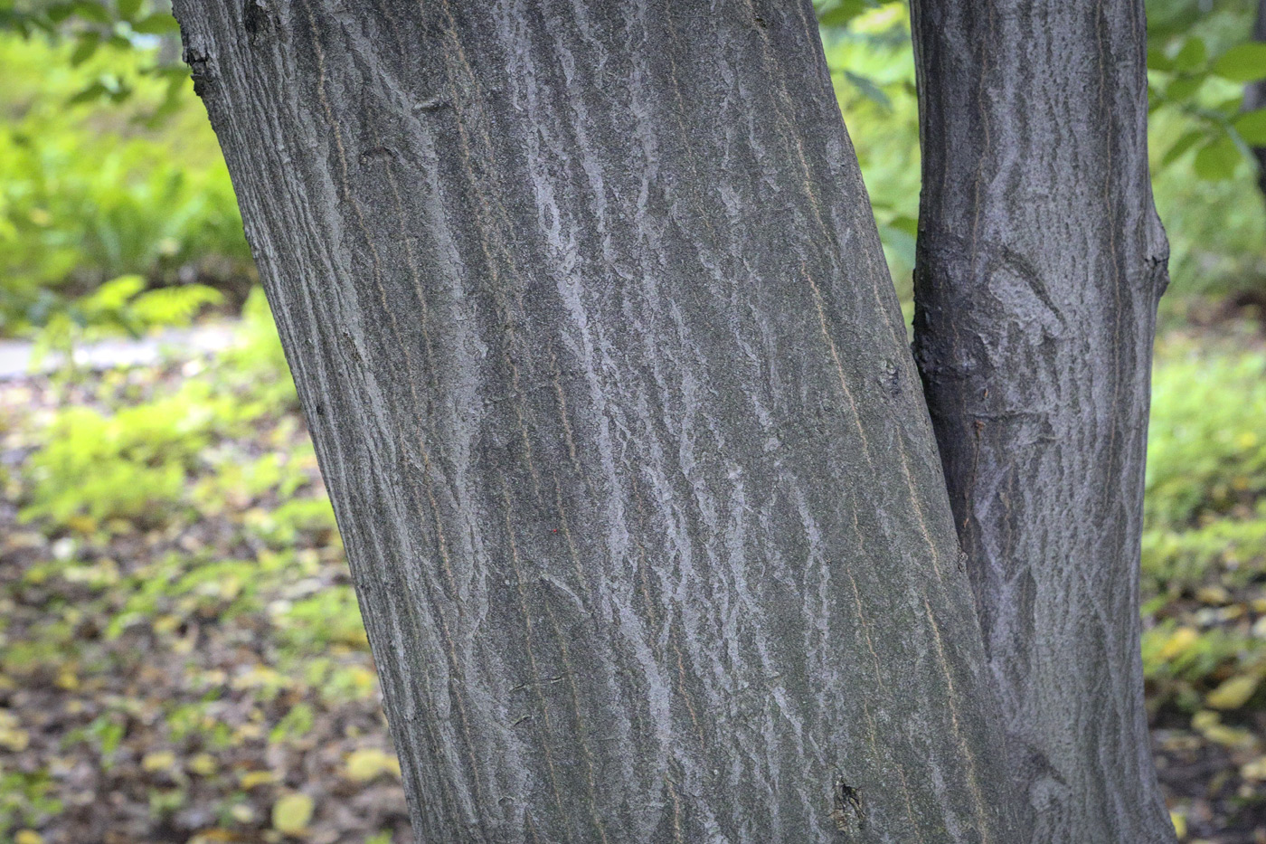 Изображение особи Carpinus betulus.