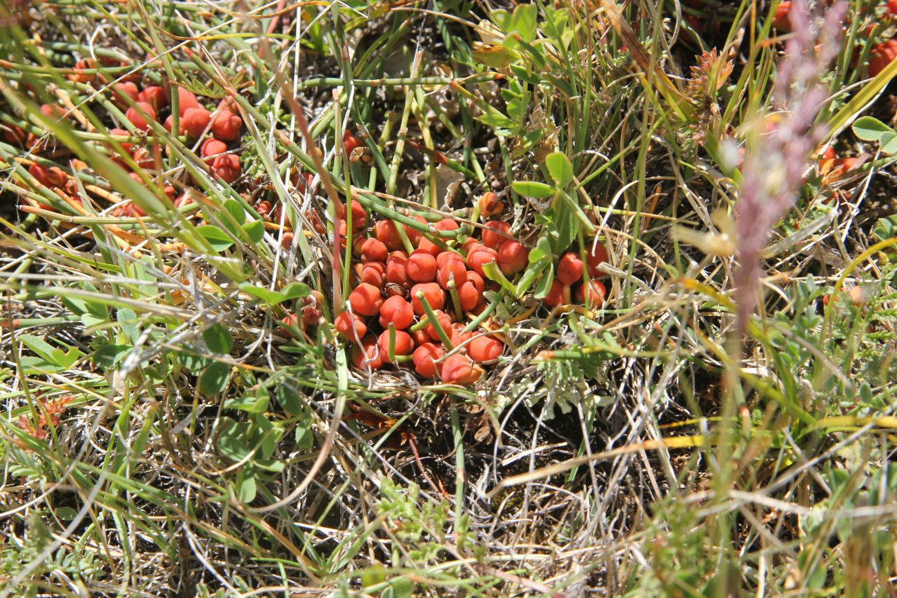 Image of genus Ephedra specimen.